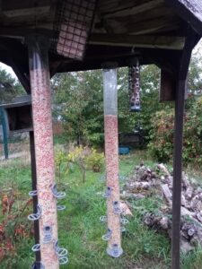 Bird feeder station where Duncan makes homemade bird food made from lard, bird food and bananas