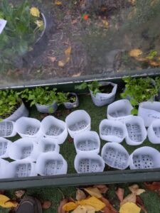 Broccoli seeds Duncan has been growing in the  propagator